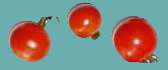 tomate_de_marmande